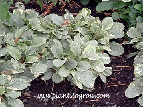 Ajuga Silver Beauty in the late fall.